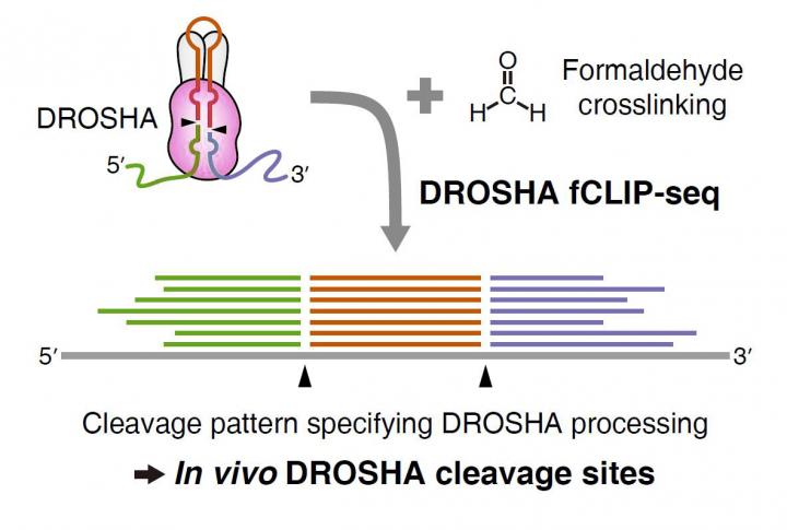 Illustration of the New fCLIP-seq Method to Study What and Where DROSHA is Cleaving Directly From th