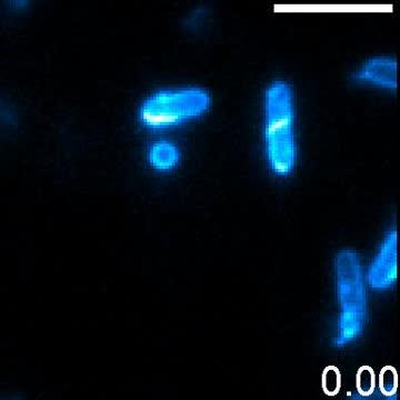 Wrapping-Flagellar Movement