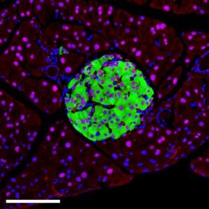 Mouse pancreatic islets
