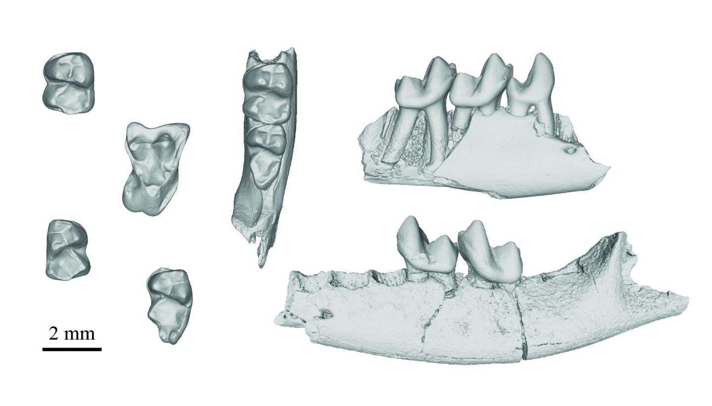 Purgatorius CT fossils