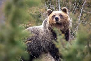 Close-up photo of an Apennine brown bear