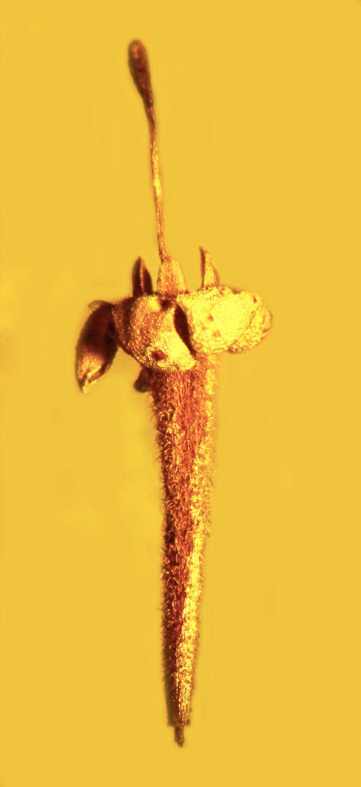 Ancient Flower