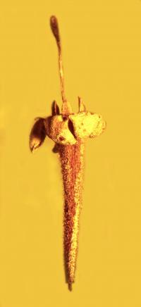 Ancient Flower