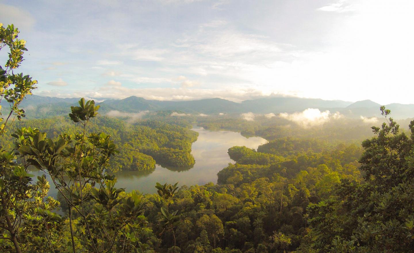 Rainforest River