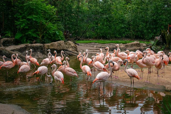 Flamingos at the Zoo