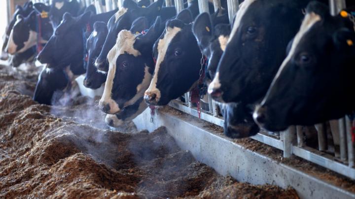 Dairy Cattle