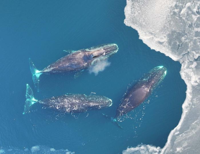 Bowhead-whales-off-the-coast-of-Greenland-credit-Fredrik-Christiansen