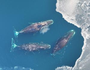 Bowhead-whales-off-the-coast-of-Greenland-credit-Fredrik-Christiansen