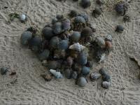 Hermit Crab Mosh Pit