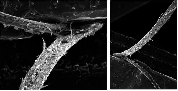 An electron microscope image of a hair, split along its length