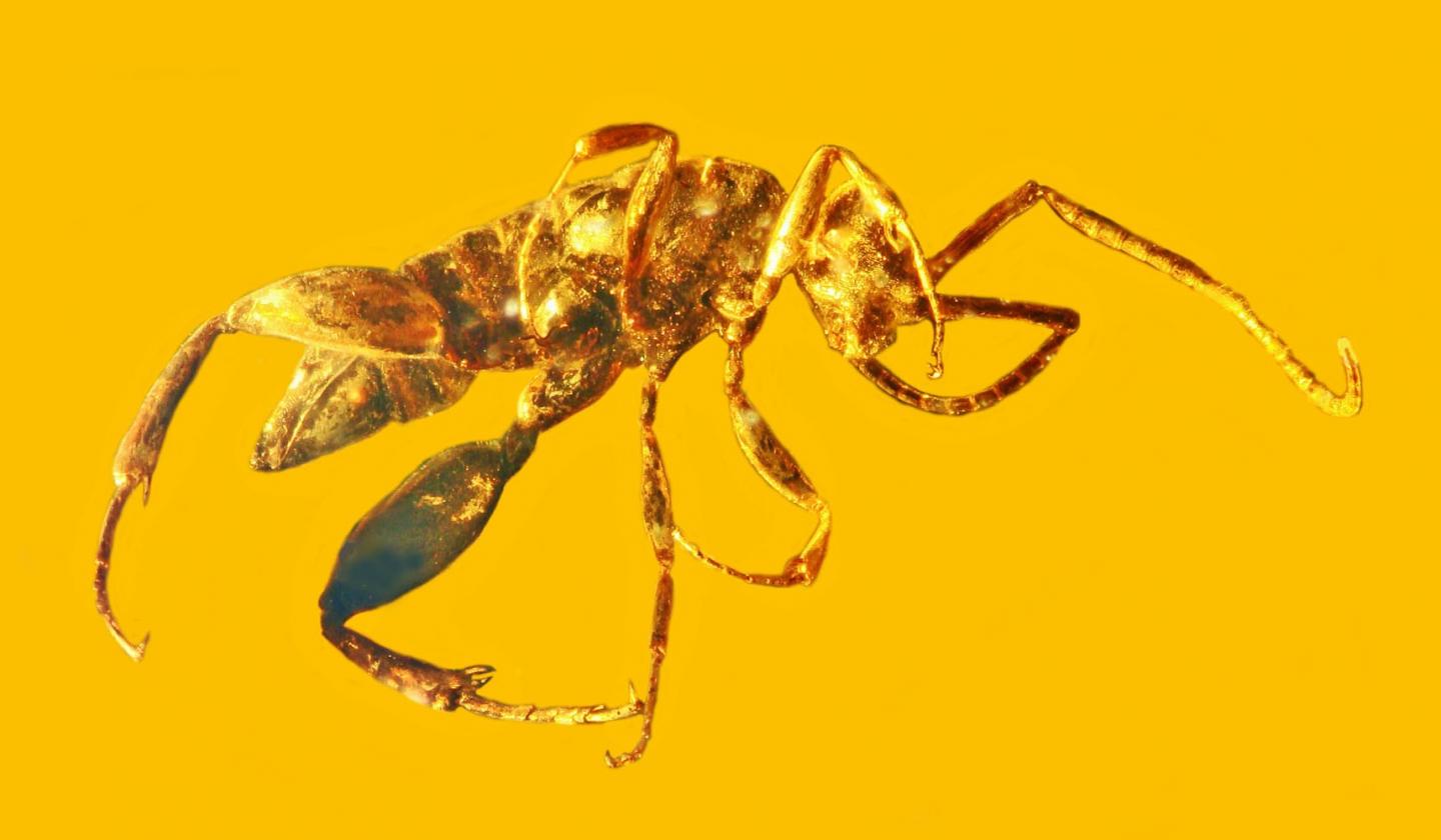 Wingless Wasp