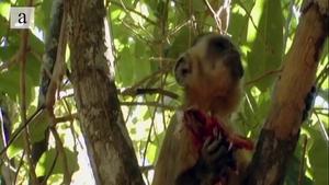 Small vertebrate consumption by capuchin monkeys (Sapajus libidinosus): Insights into the human predatory pattern