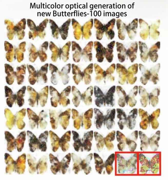 Butterflies