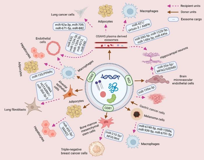 OSA or IH-induced exosomal donor cells and recipient cells.
