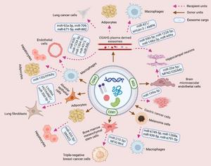 OSA or IH-induced exosomal donor cells and recipient cells.