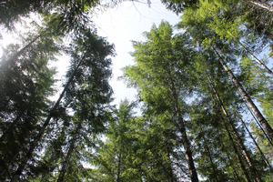 Forest canopy