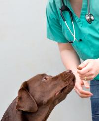 Labrador Retriever (3 of 3)