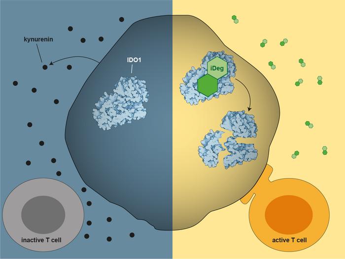 Activation of the cancer immune response  by degradation of IDO1