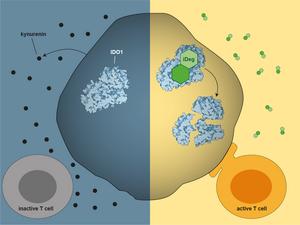 Activation of the cancer immune response  by degradation of IDO1