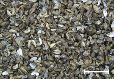 <i>Dreissena polymorpha</i> from the River Thames tideway at Teddington