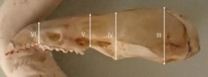 Photographs and schematic illustrations of shrew skulls.