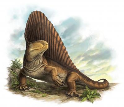 <i>Dimetrodon</i> by Danielle Dufault