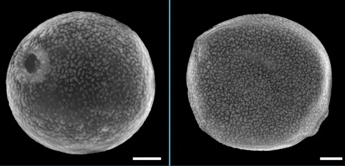 C3 vs C4 grass pollen