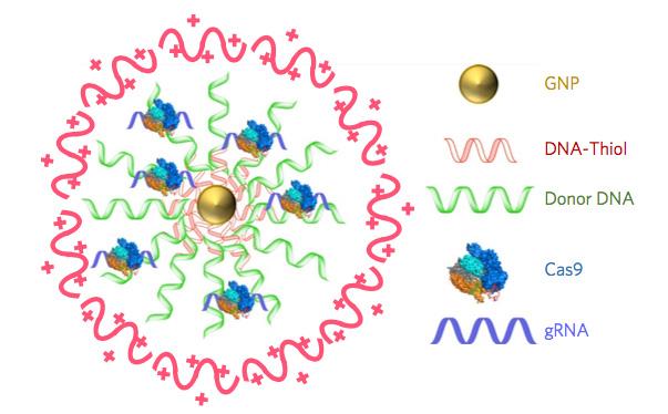 CRISPR-Gold