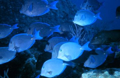 School of Blue Tang Fish