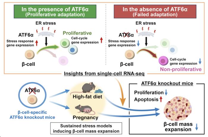 A new mechanism regulating beta cell mass under stress