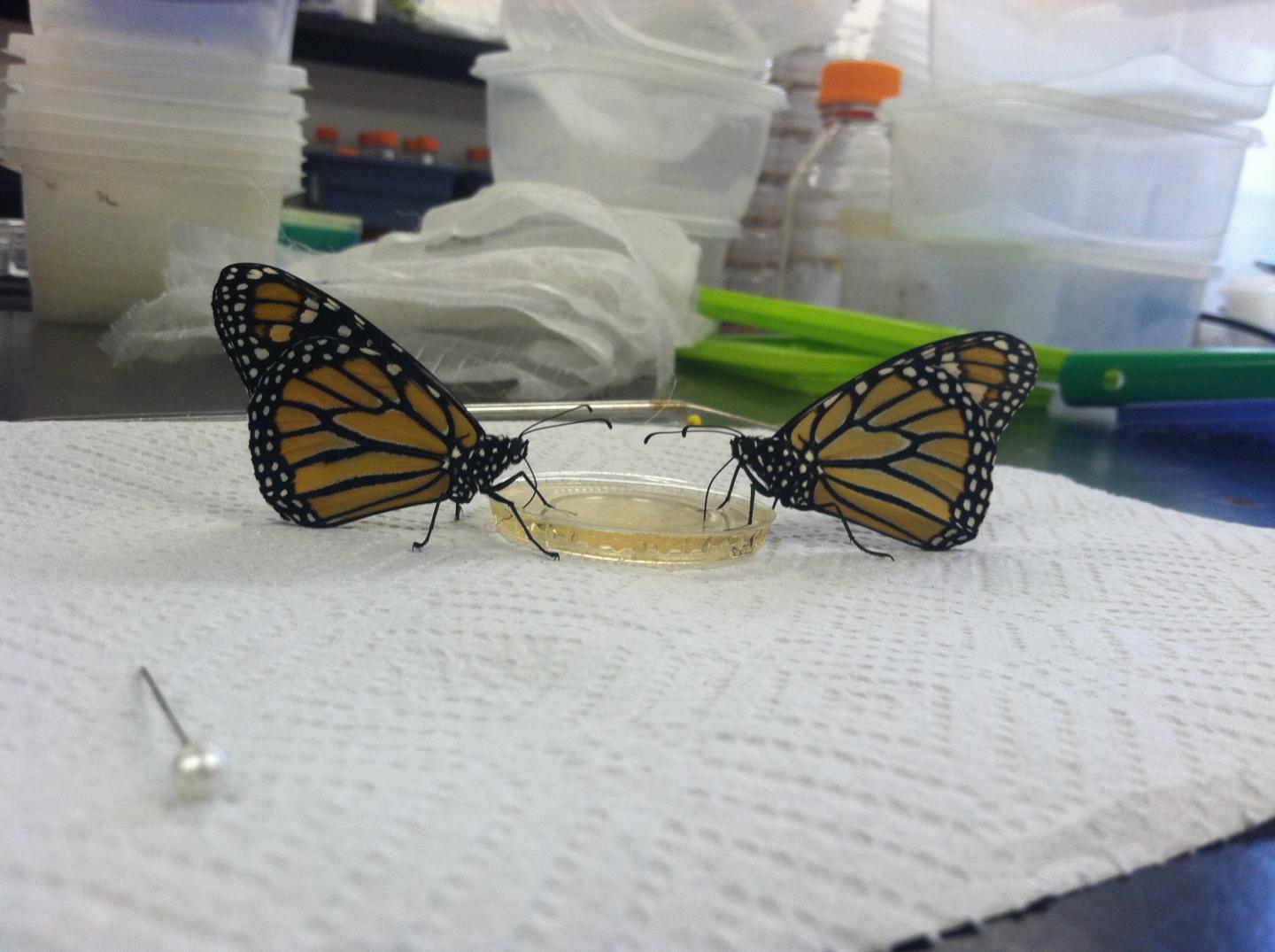 Two Monarch Butterflies