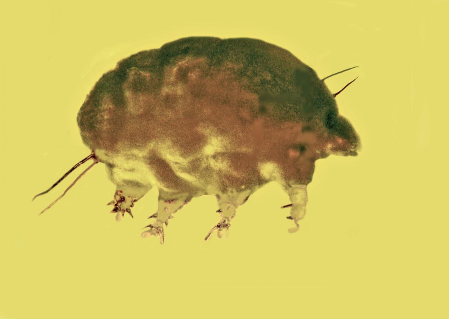 Mold Pig
