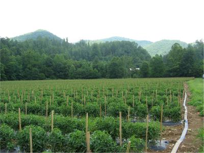 North Carolina Tomatoes