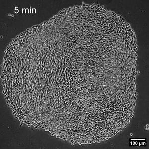 Living tissue changing shape