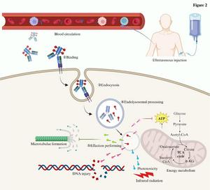 The mechanism of action of antibody-drug conjugates (ADCs).