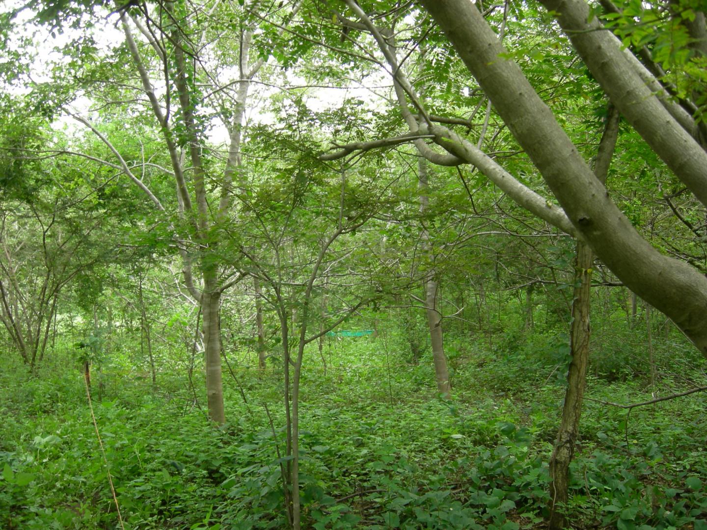 Carbon Sequestration Potential of Latin American Second-Growth Forests (4 of 4)
