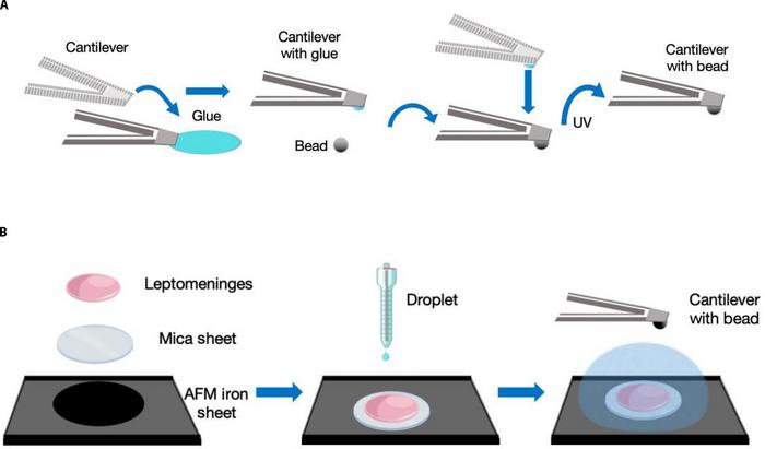 Schematic protocol of AFM indentation experiment.