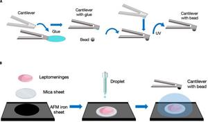 Schematic protocol of AFM indentation experiment.