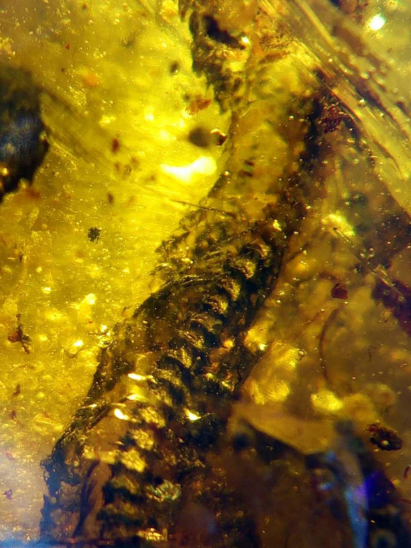 Oldest Baby Snake Fossil Found Preserved in Myanmar Amber (6 of 12)