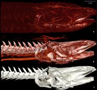MRI of Eel