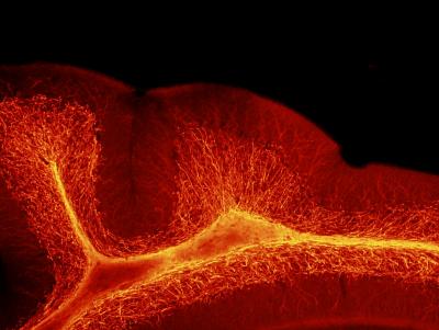 Myelin