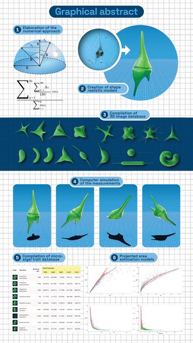 From cell shape to ecosystem function