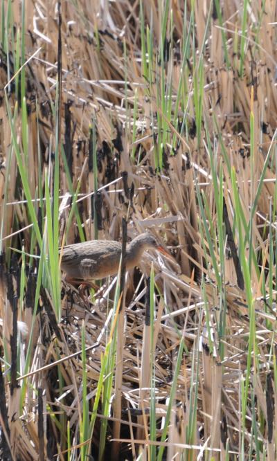 Yuma Clapper Rail in Ciénega de Santa Clara