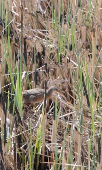 Yuma Clapper Rail in Ciénega de Santa Clara