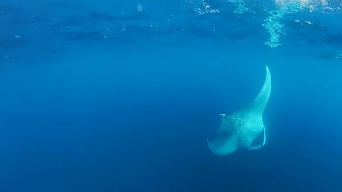 The seamounts of Cape Verde: a biodiversity hotspot and a priority for marine conservation in the central-eastern Atlantic