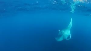 The seamounts of Cape Verde: a biodiversity hotspot and a priority for marine conservation in the central-eastern Atlantic