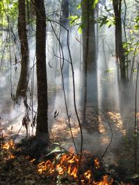 Tree Damage