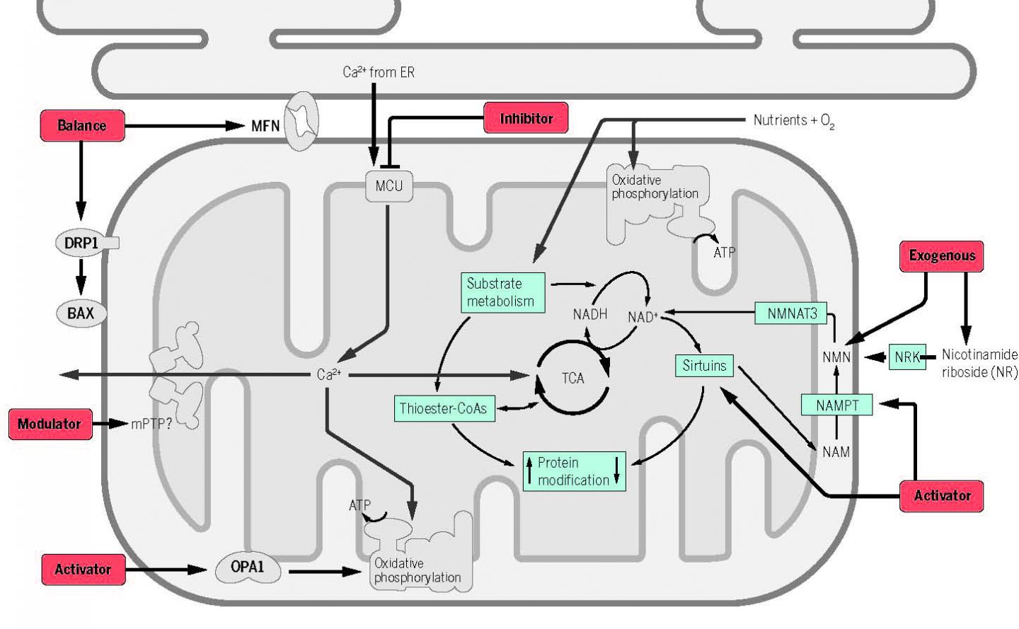 Therapeutic Targets in Mitochondrial Diseases
