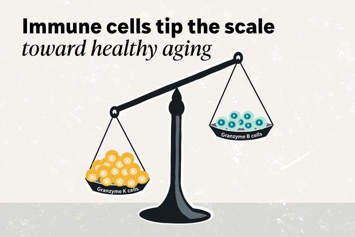 Immune cells tip the scale toward health aging