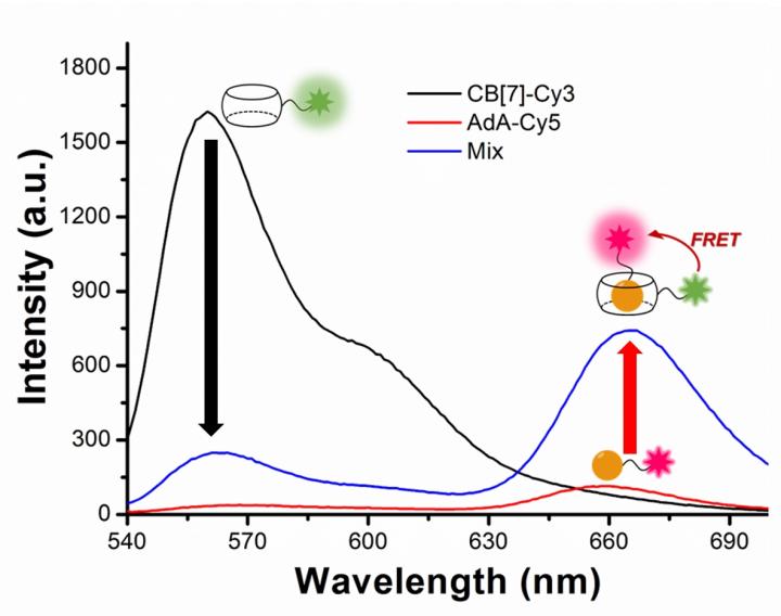Figure 2: Studying Autophagy with Fluorescence Resonance Energy Transfer